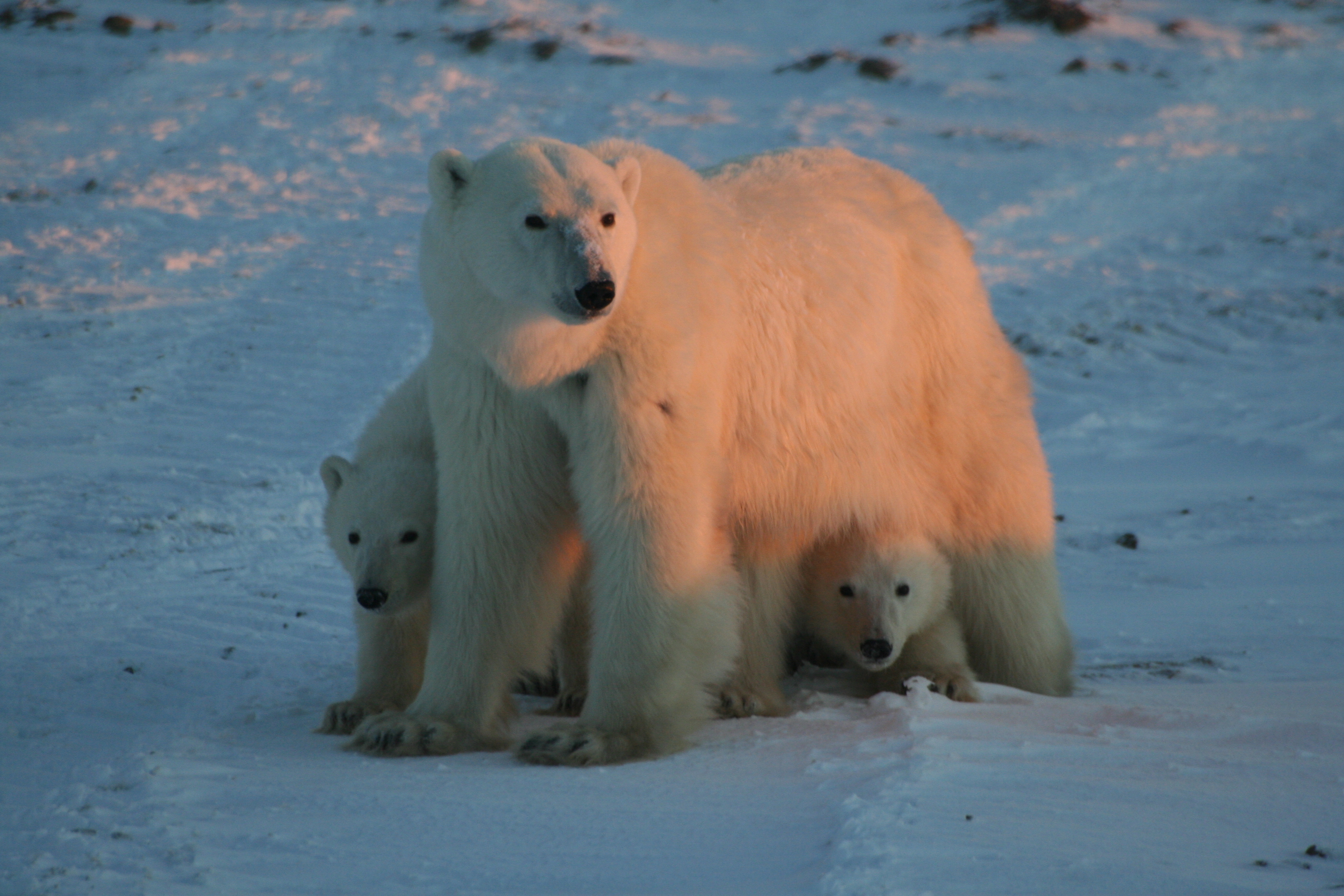 Patrolling for Polar Bears | Defenders of Wildlife Patrolling for Polar Bears | Defenders of Wildlife