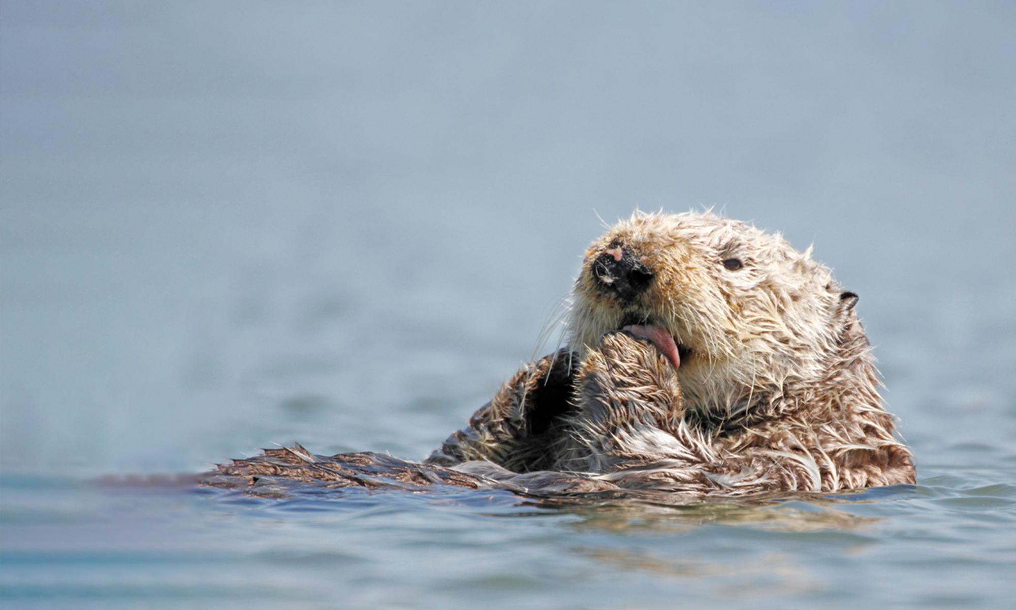 how to draw a sea otter face