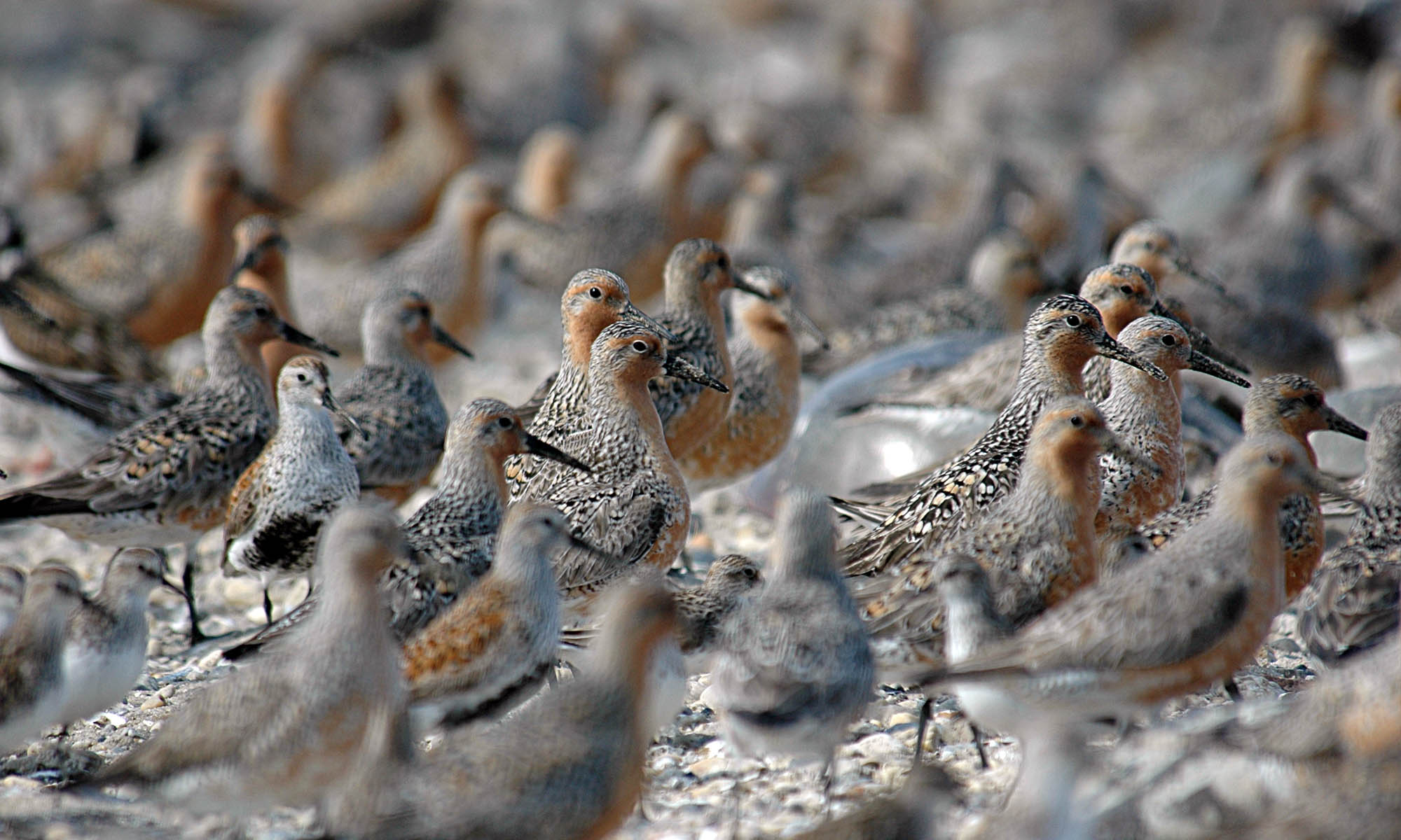 Rufa Red Knot | Defenders of Wildlife Rufa Red Knot | Defenders of Wildlife