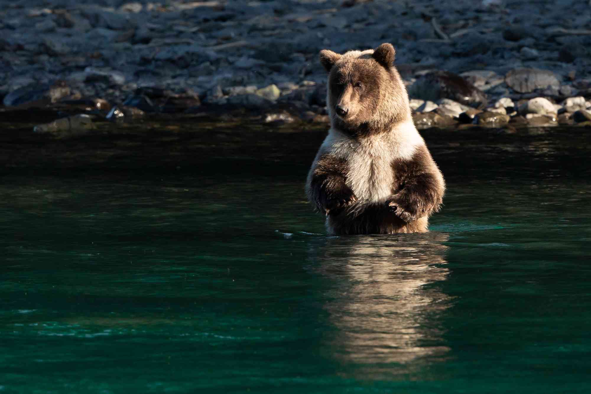 🚨 ALASKA 🚨 At last, we are - Kenai River Brown Bears
