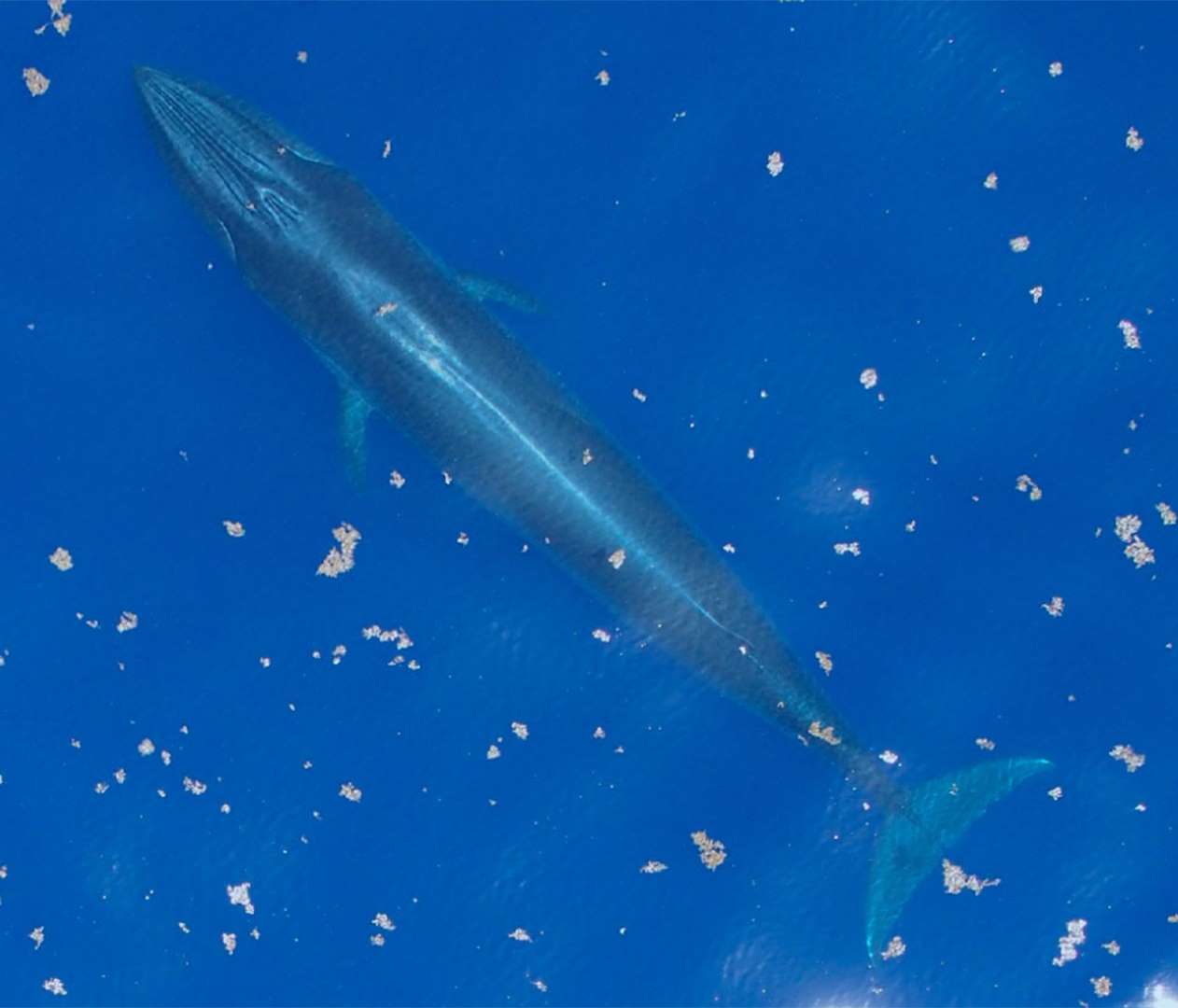 World Whale Day: Five Facts About the Newly “Discovered” Gulf of Mexico ...