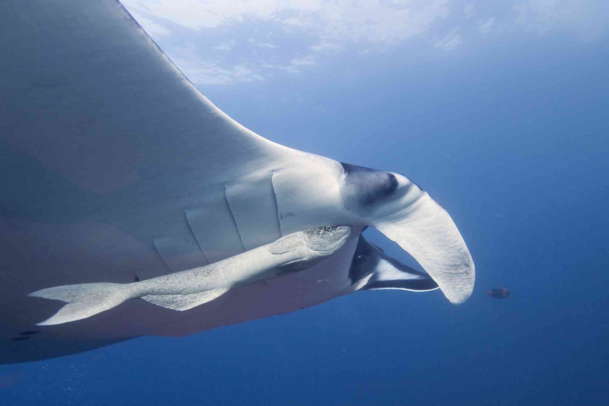 Diving into Recovery Efforts for the Giant Manta Ray