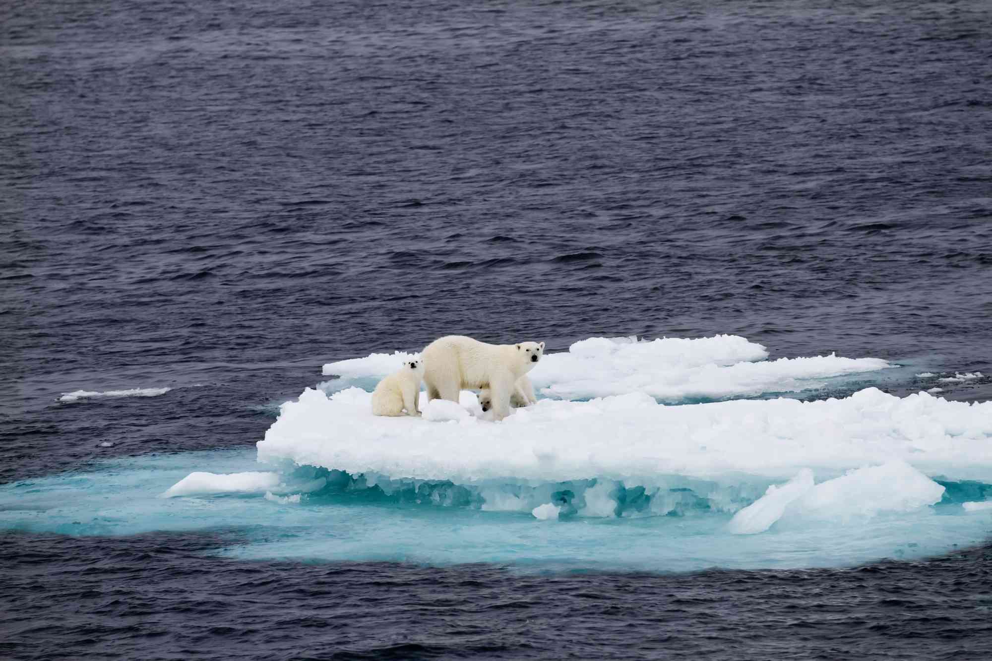 Evitar que el Petróleo y el Gas Lleven a los Osos Polares al Borde de la  Extinción
