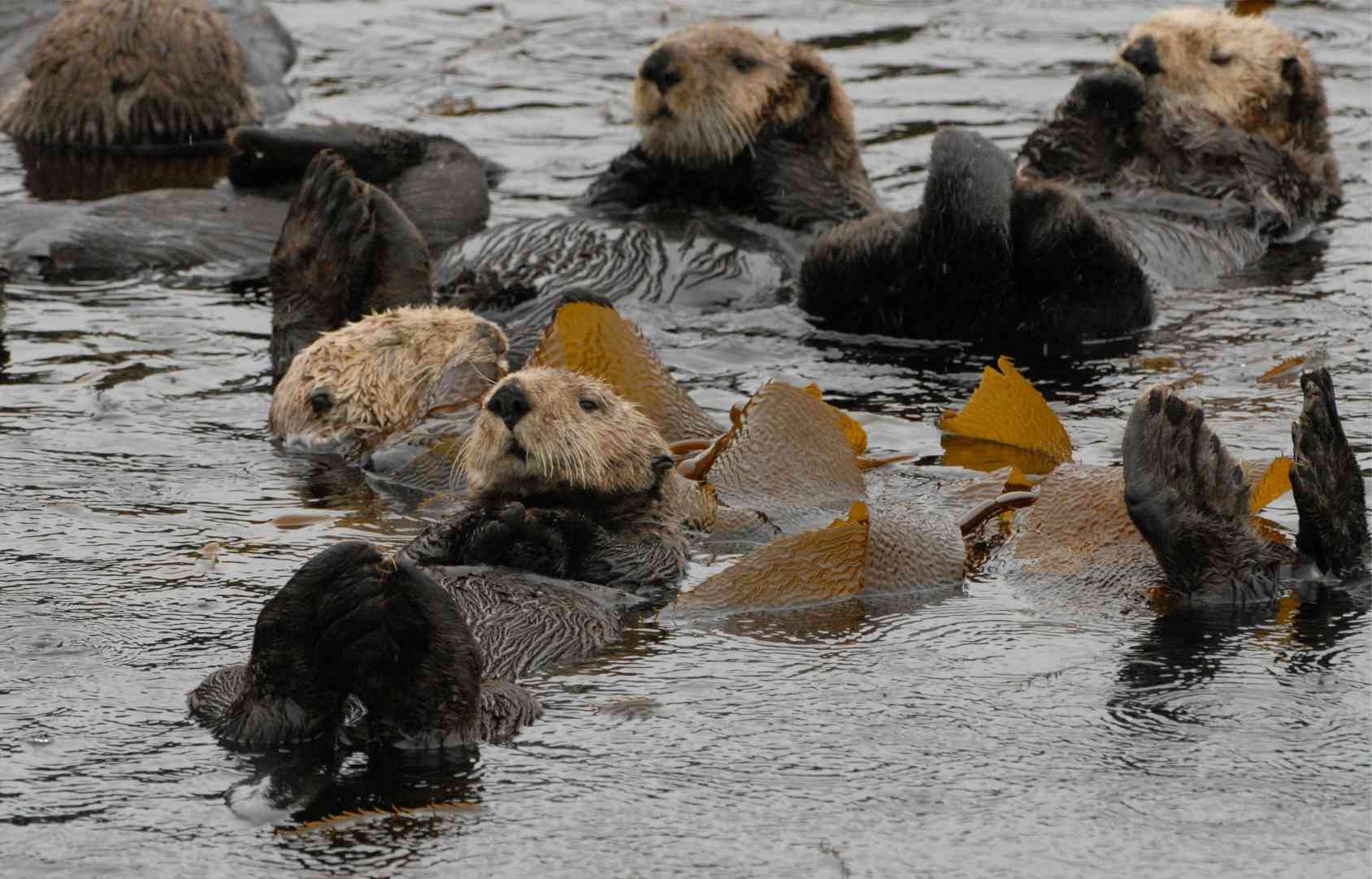 Why Are Sea Otters Important to the Ecosystem? | Defenders of Wildlife