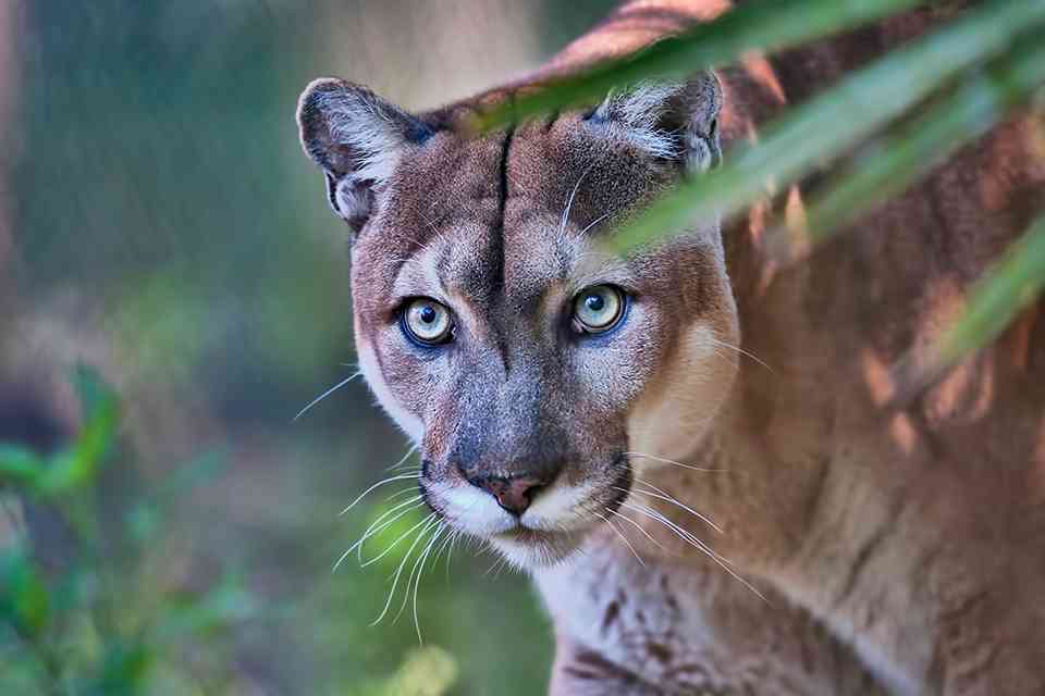 Puma Power | Defenders of Wildlife