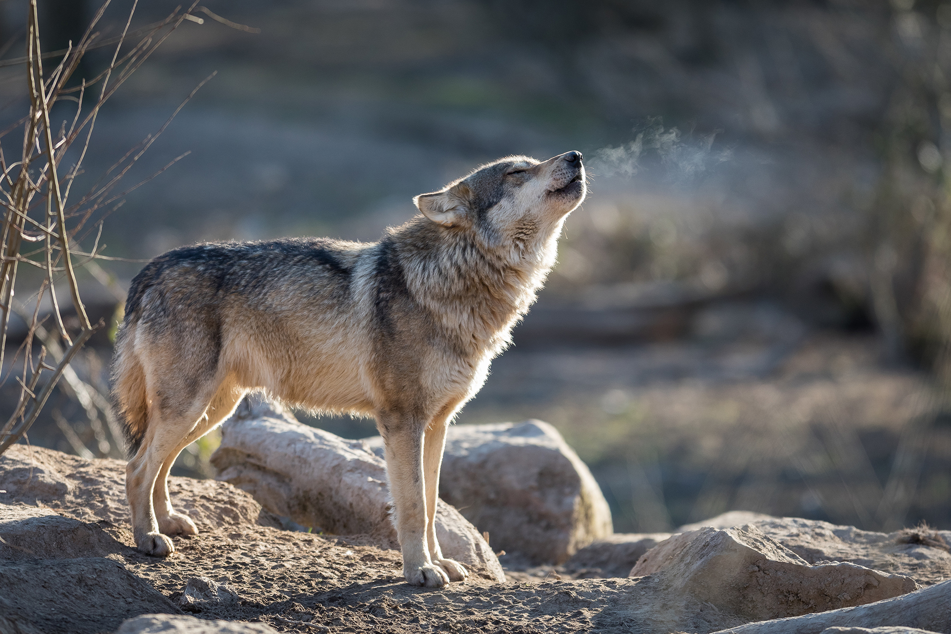 Speaking for Wildlife  Defenders of Wildlife