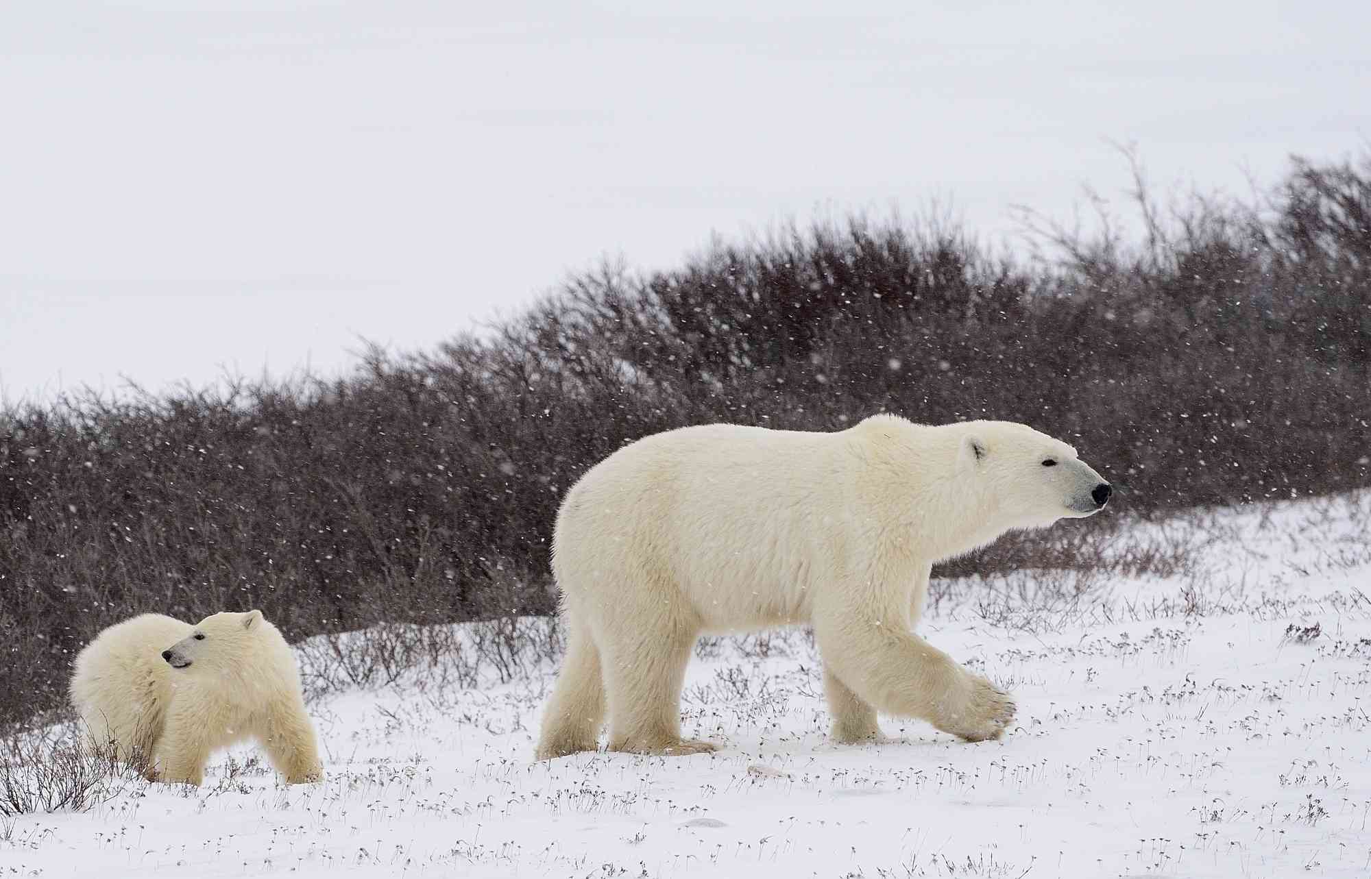 polar bears in the tundra biome