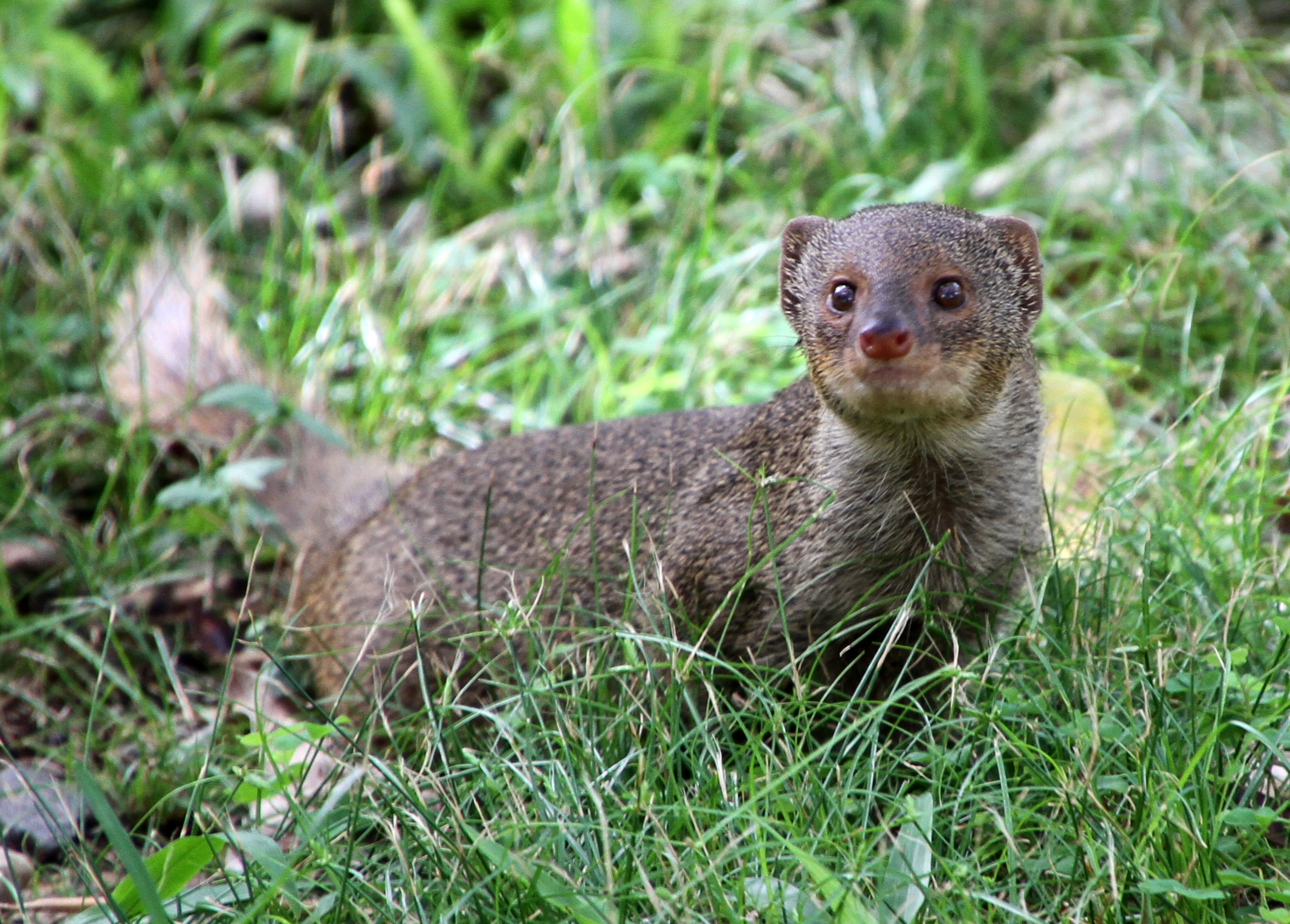 What to Do When the Recovery of One Species Puts Another at Risk