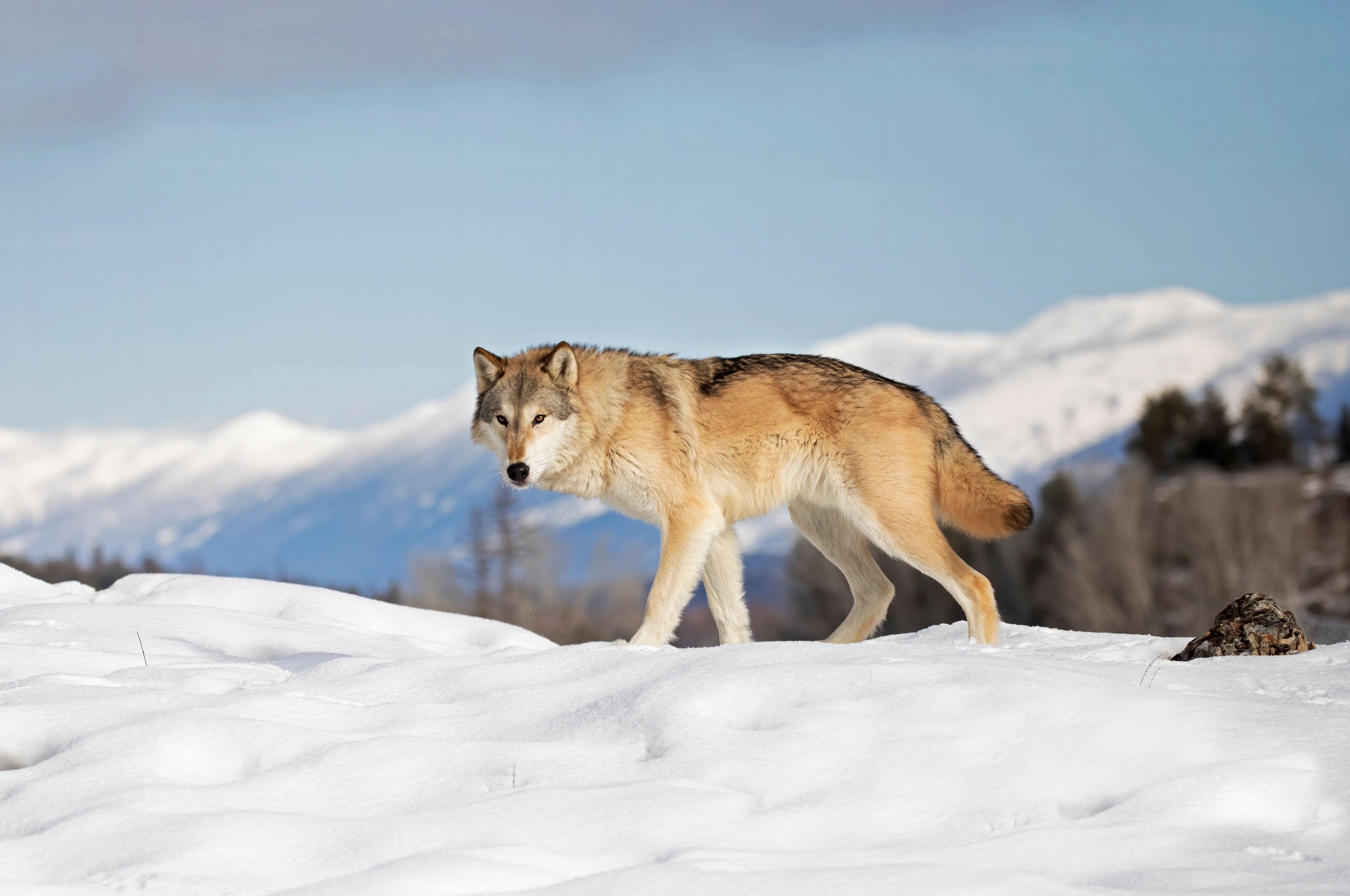 pack of gray wolves hunting