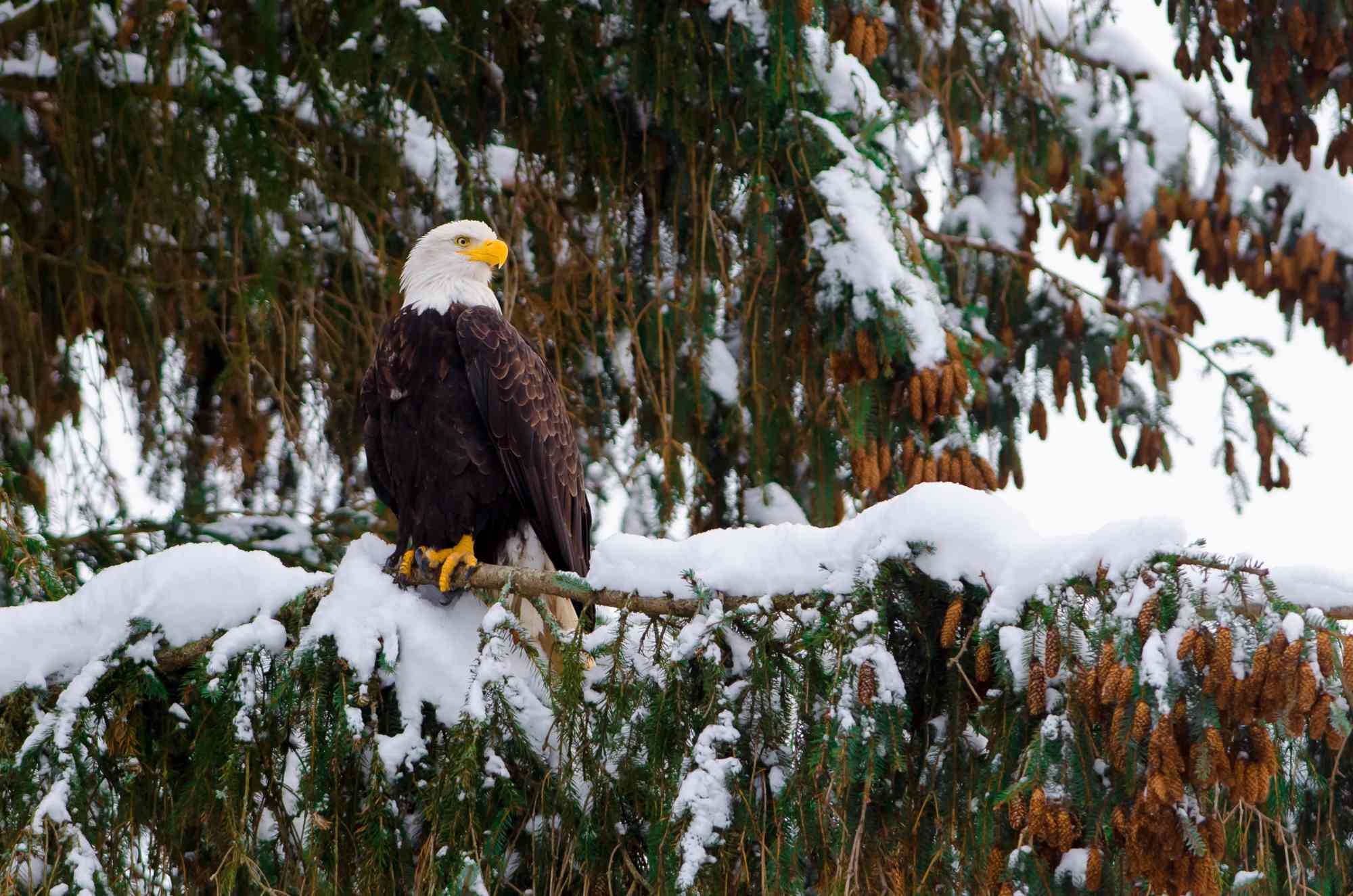 Salvando al águila calva: un éxito de la conservación | Defenders of  Wildlife