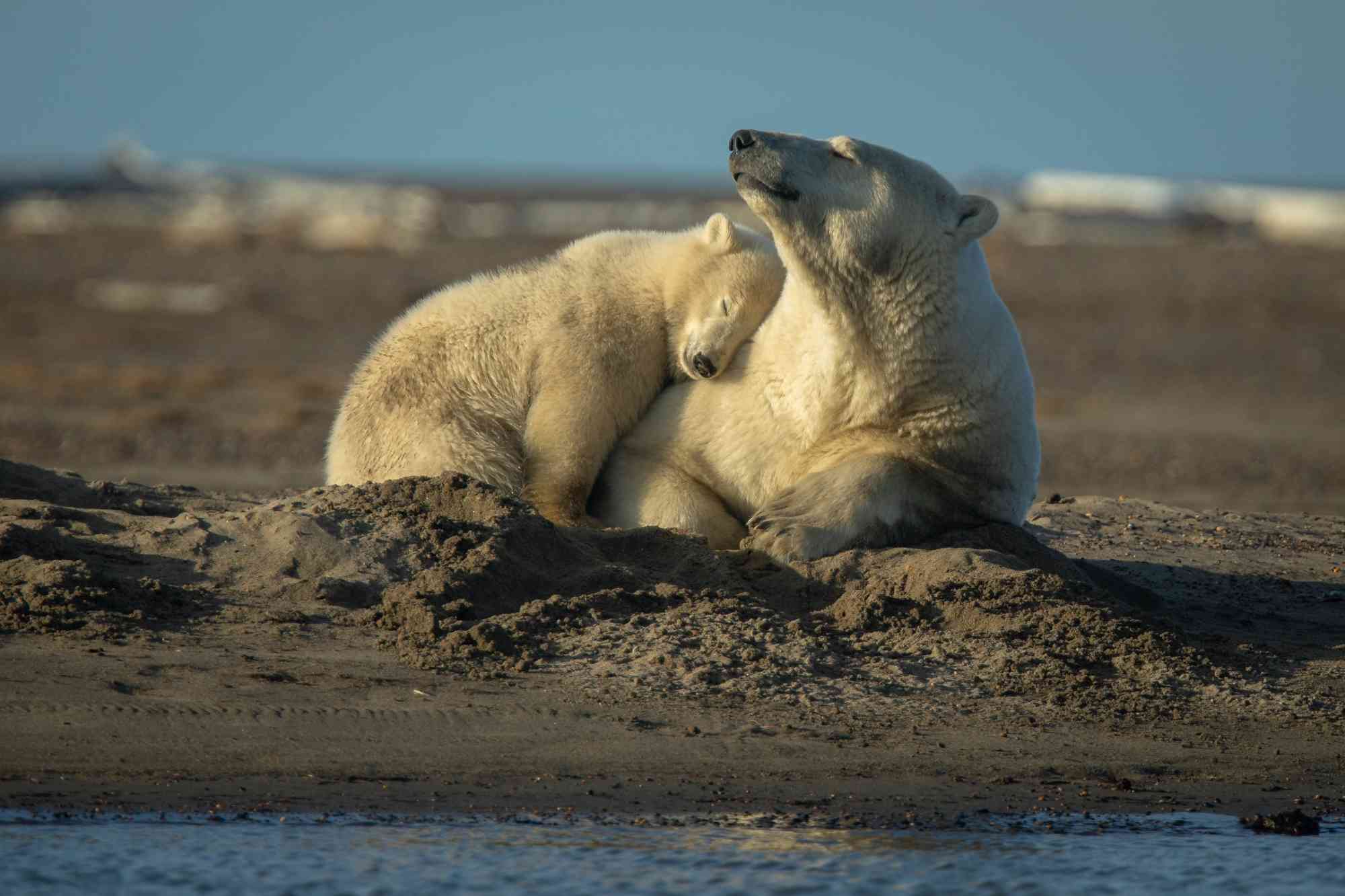 Stop Oil and Gas from Pushing Polar Bears to the Edge of Extinction |  Defenders of Wildlife