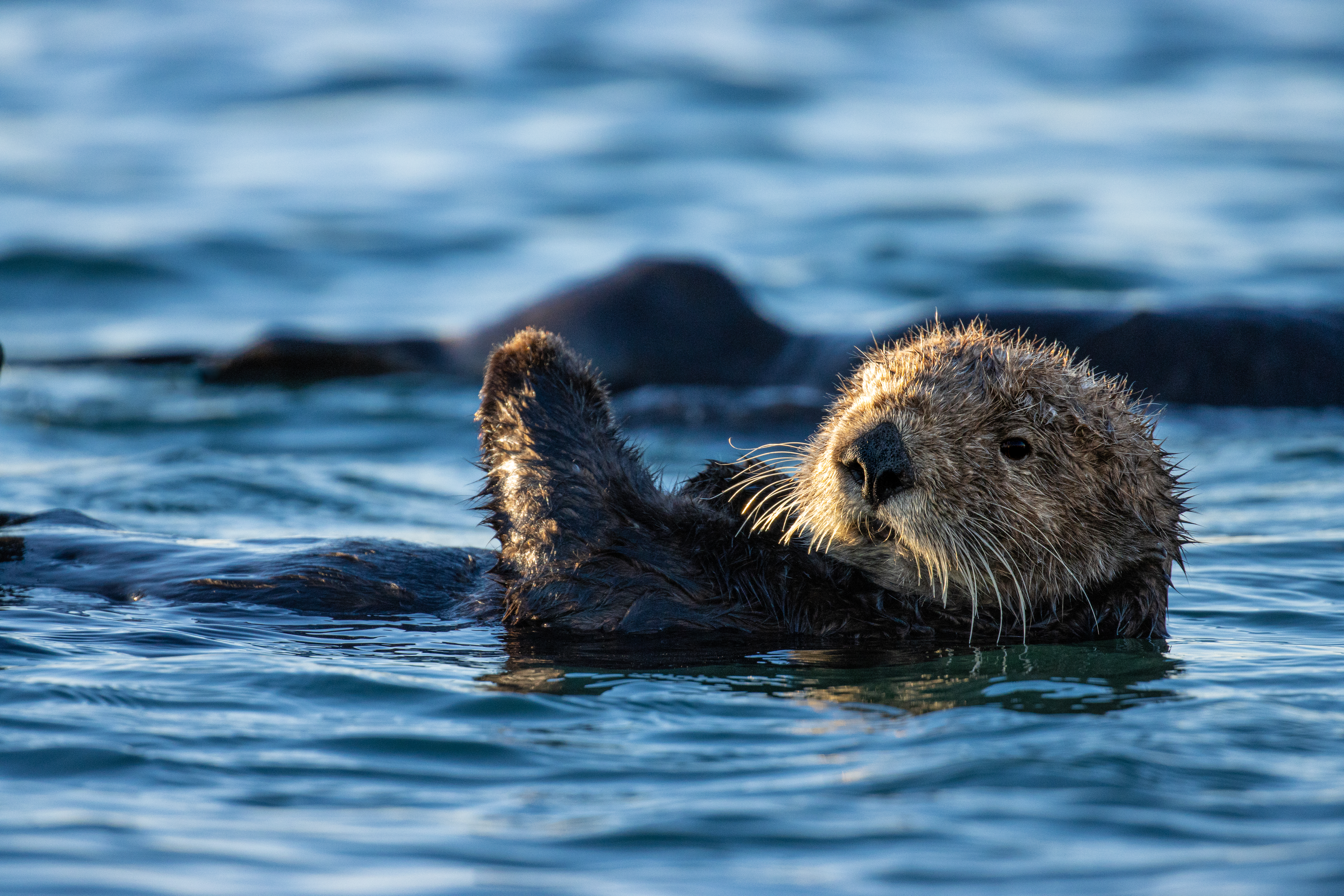 Keystone Species that Live in the Mountains