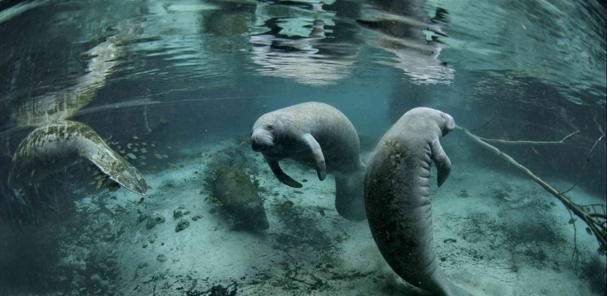 Frontiers  Associated benefits of manatee watching in the Costa dos Corais  Environmental Protection Area