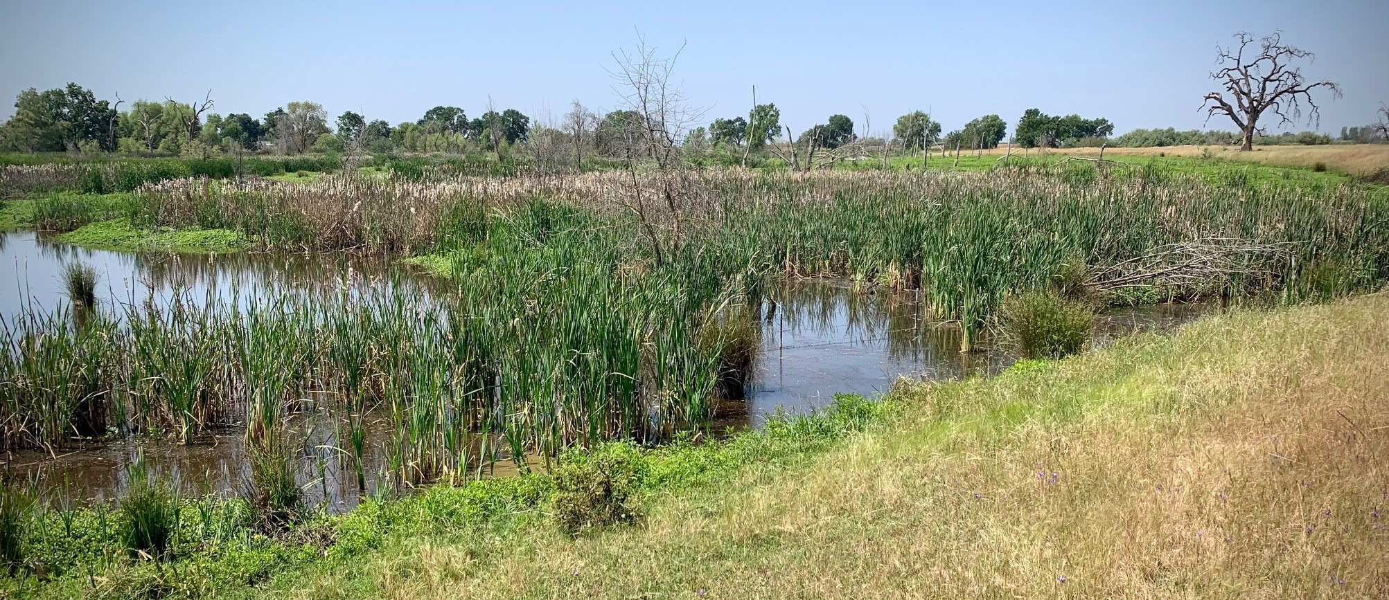 Leave It to Beavers: Keystone Species Provides Nature-based Restoration