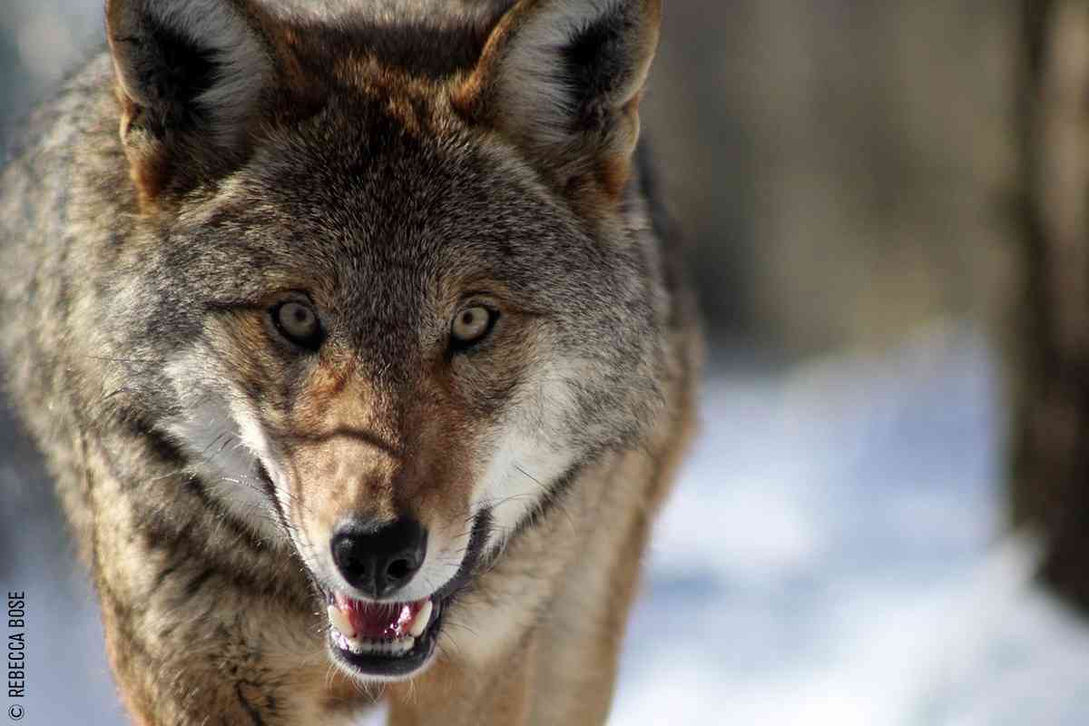 Download Red Wolf Betrayal | Defenders of Wildlife