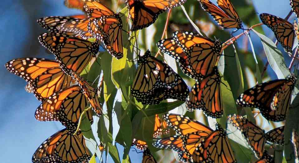 Some Monarch Butterflies Don't Migrate