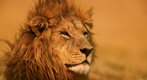 Asiatic Lion  National Geographic