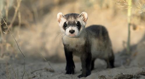 Banishing Plague from the Prairie | Defenders of Wildlife