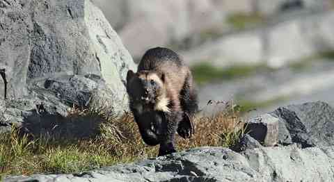 Wolverine on its Way | Defenders of Wildlife