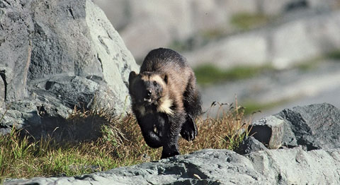 Wolverine on its Way | Defenders of Wildlife Wolverine on its Way | Defenders of Wildlife
