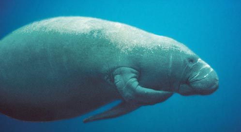 Endangered Species Rewards | Defenders of Wildlife Endangered Species Rewards | Defenders of Wildlife