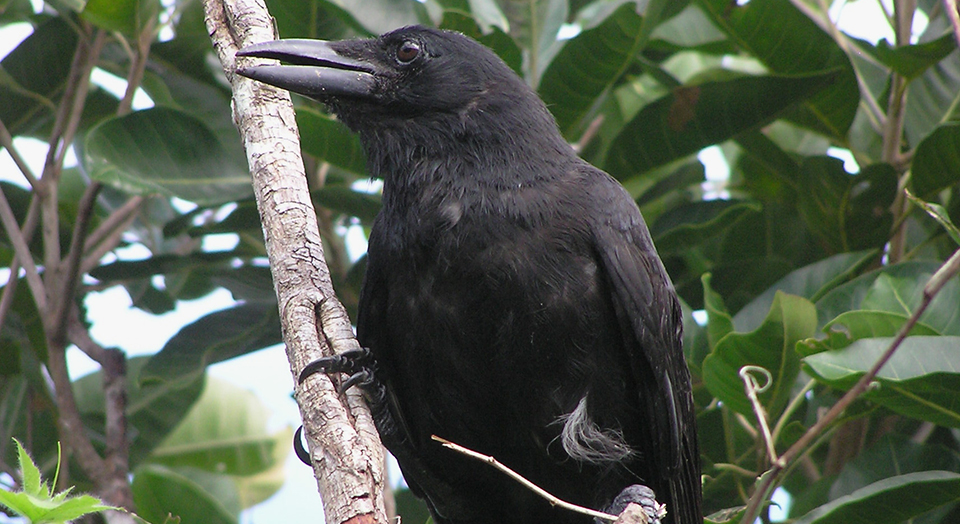 As the Crow Cries | Defenders of Wildlife