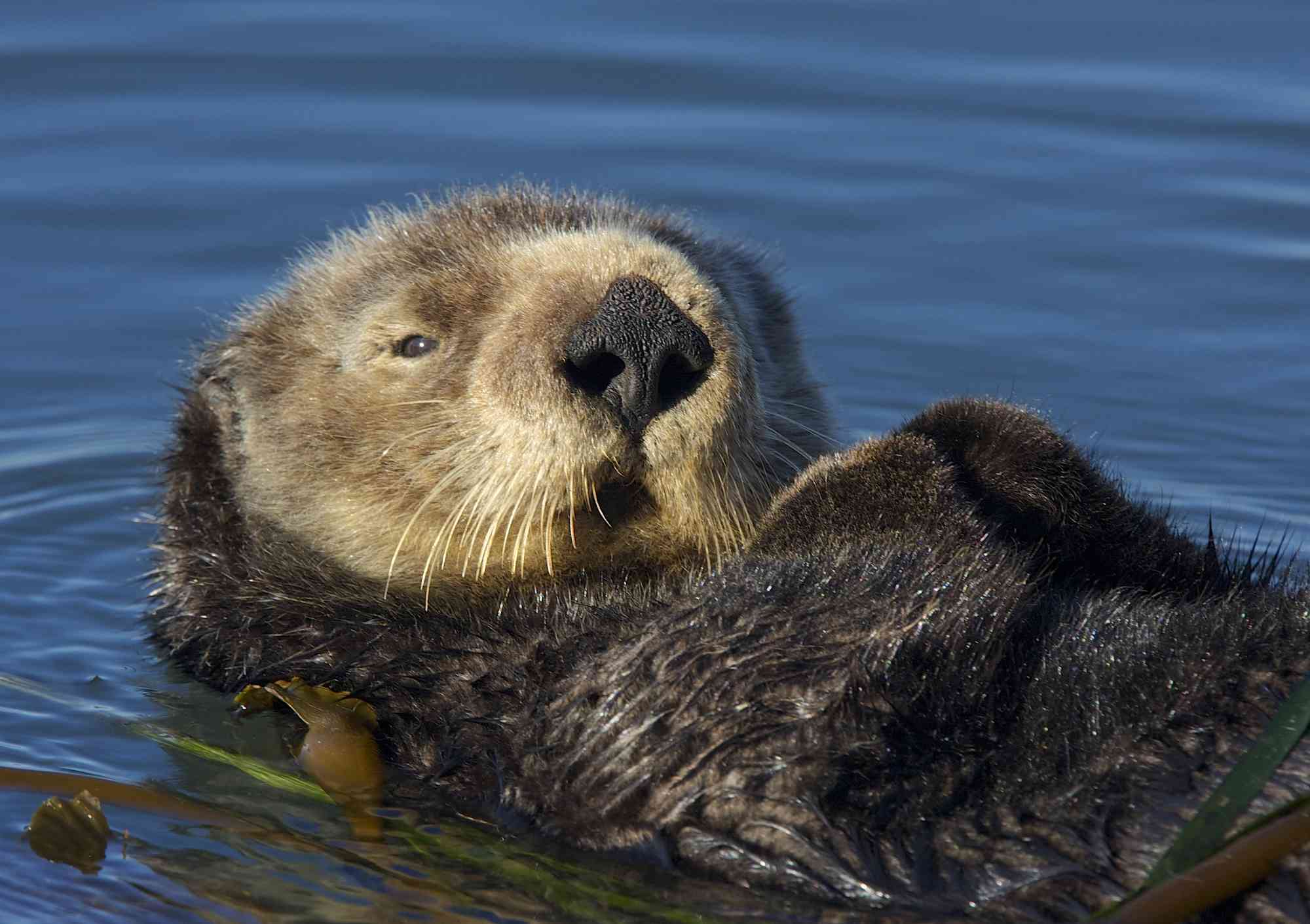 Survey Reveals Southern Sea Otter Population Decline | Defenders of ...