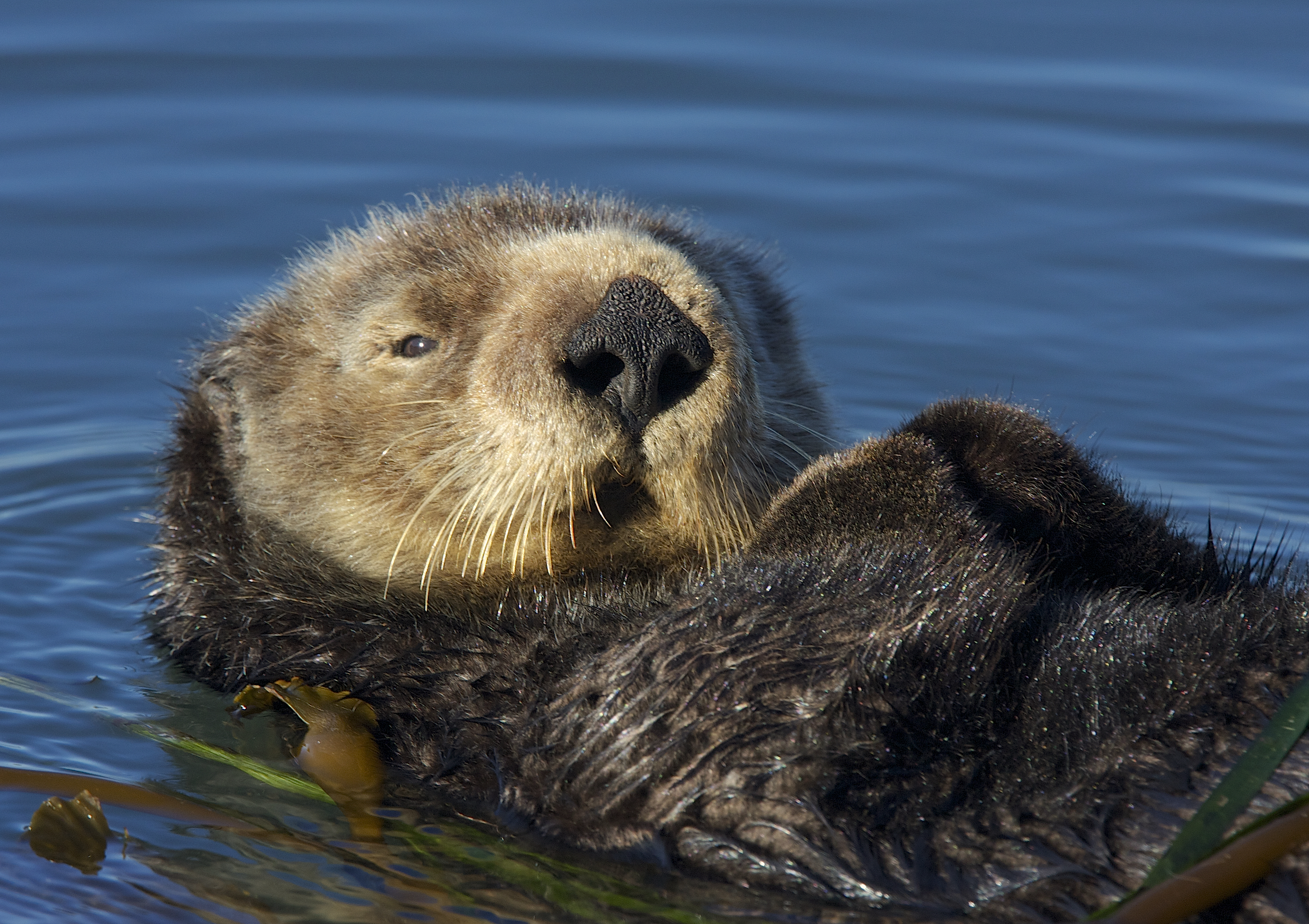 Survey Reveals Southern Sea Otter Population Decline 