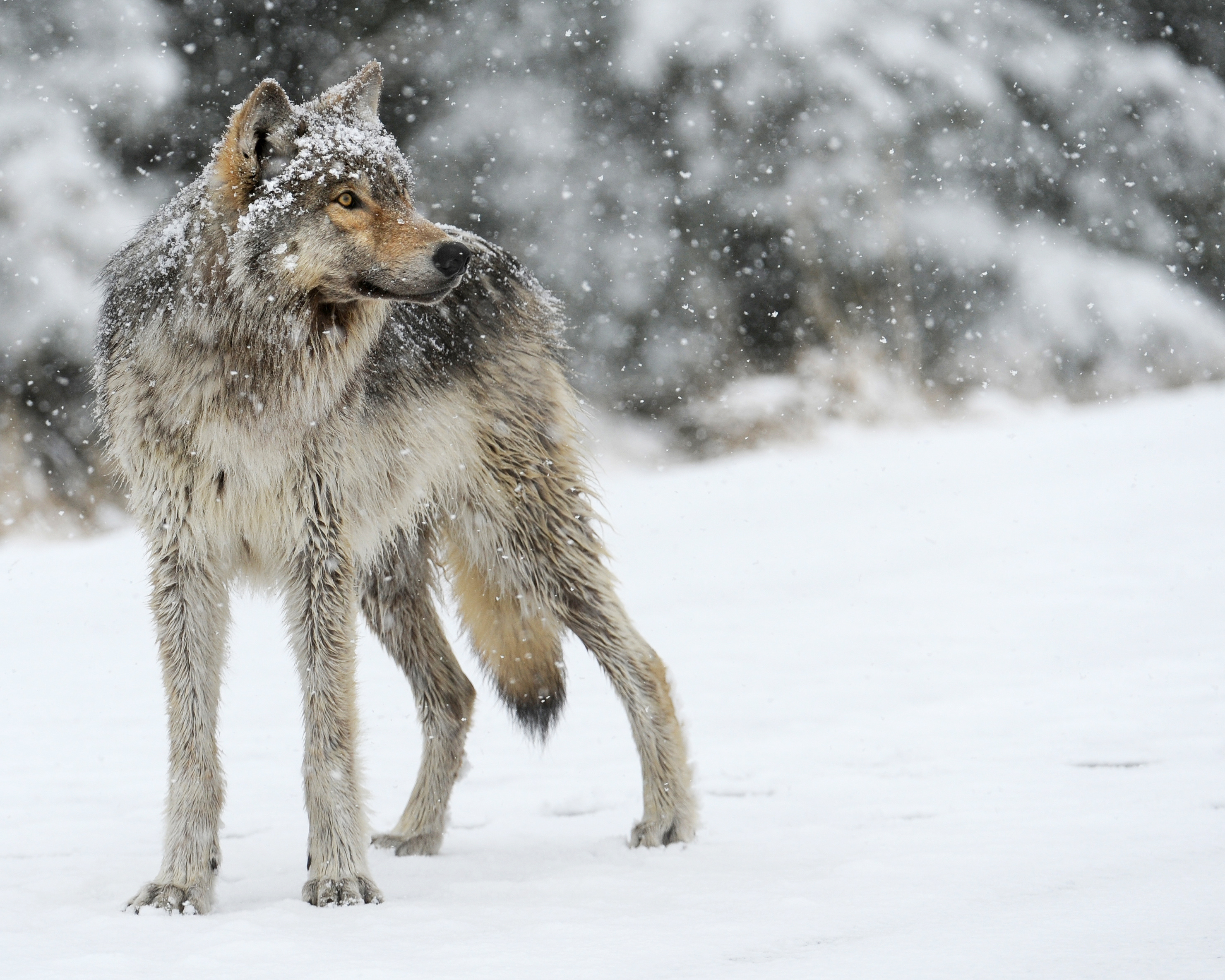 DID YOU KNOW? Wolves are an essential keystone species. - Living with Wolves