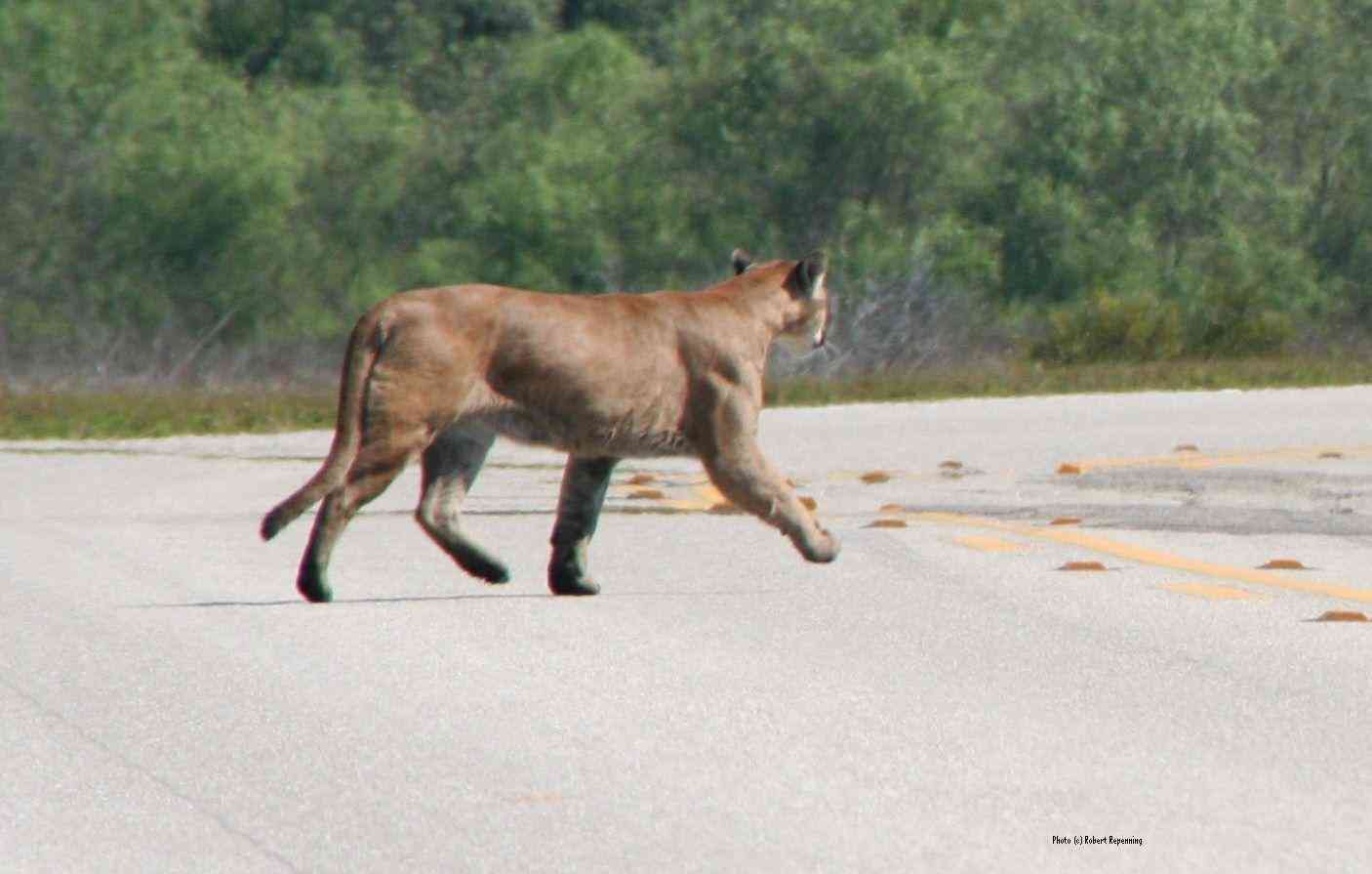 Florida Panther  Defenders of Wildlife