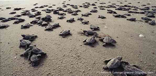 Mexico Protects Sea Turtle Nesting | Wildlife
