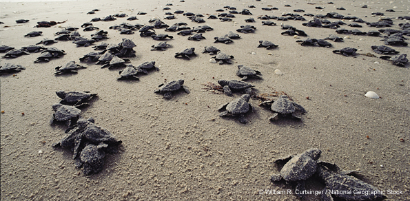 Mexico Protects Sea Turtle Nesting Habitat