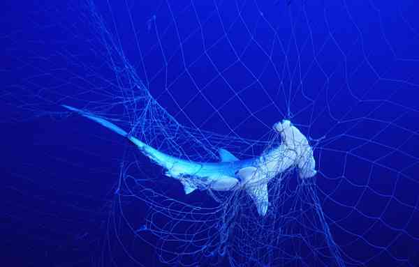 Gill net fishermen snagged, News