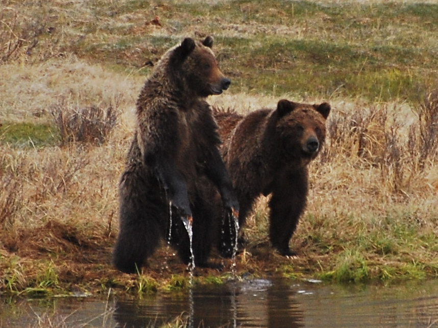 A Future for Yellowstone Grizzly Bears Defenders of Wildlife