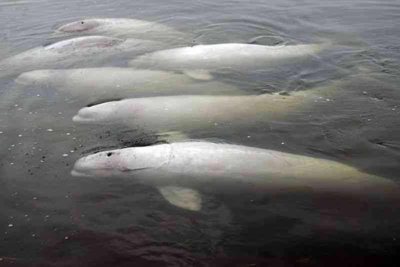 A Ray of Hope for Beleaguered Russian Belugas | Defenders of Wildlife