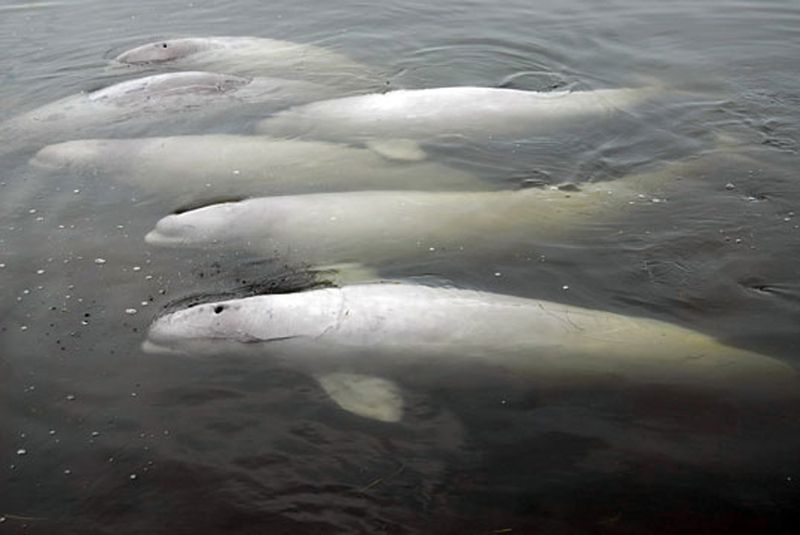 A Ray of Hope for Beleaguered Russian Belugas | Defenders of Wildlife A Ray of Hope for Beleaguered Russian Belugas | Defenders of Wildlife