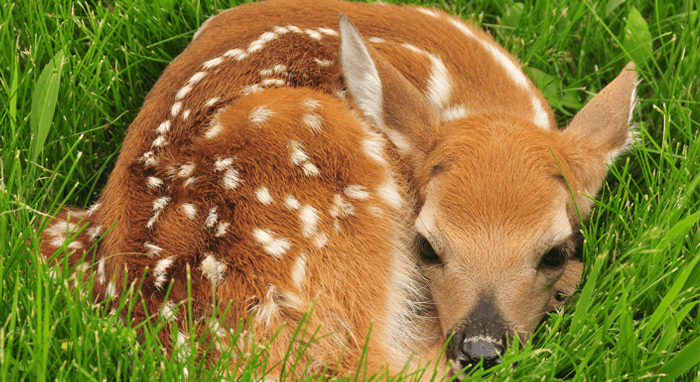 What You Can Do (and NOT Do) to Help Baby Wildlife | Defenders of Wildlife