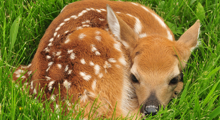 What You Can Do (and NOT Do) to Help Baby Wildlife | Defenders of Wildlife What You Can Do (and NOT Do) to Help Baby Wildlife | Defenders of Wildlife