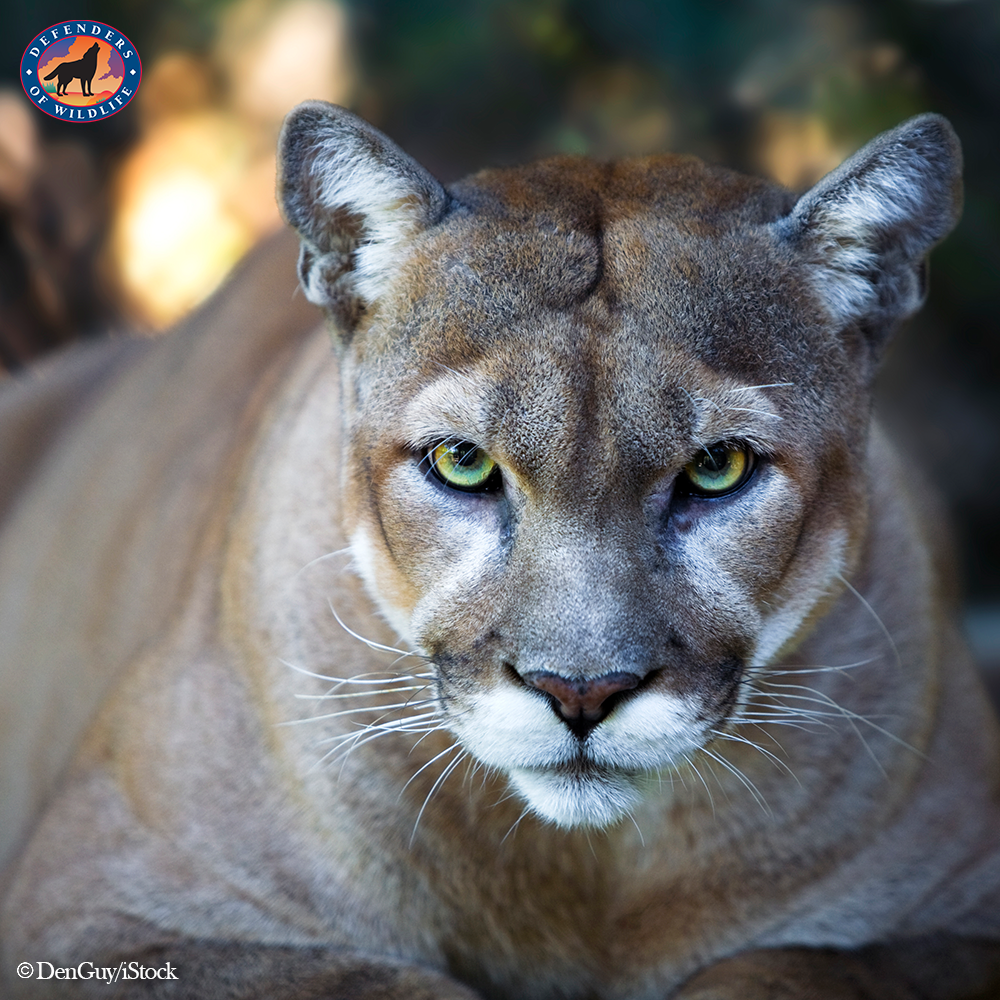 Florida Panther - Puma concolor coryi - NatureWorks