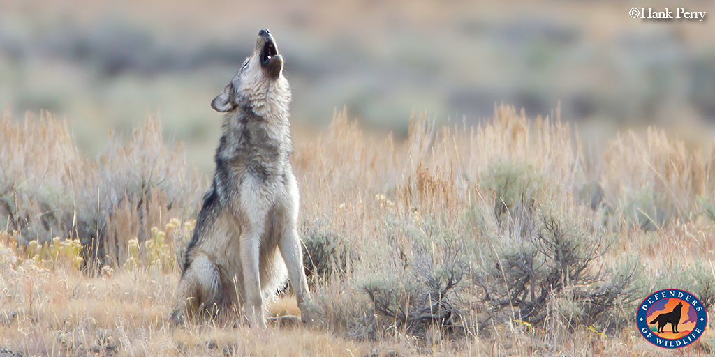 california-and-nevada-record-first-wolves-in-nearly-100-years