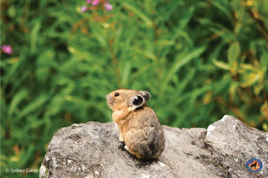 The Pika Predicament: Wildlife & the Climate Crisis - The National Wildlife  Federation Blog