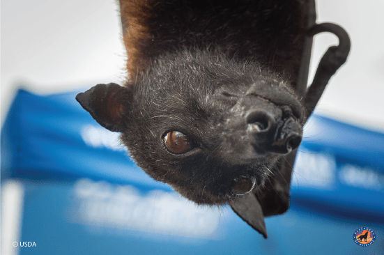 Bringing Bats Out of the Shadows | Defenders of Wildlife