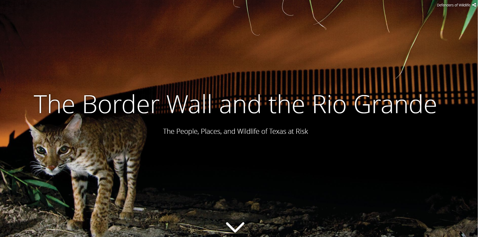 Border Wall Defenders of Wildlife