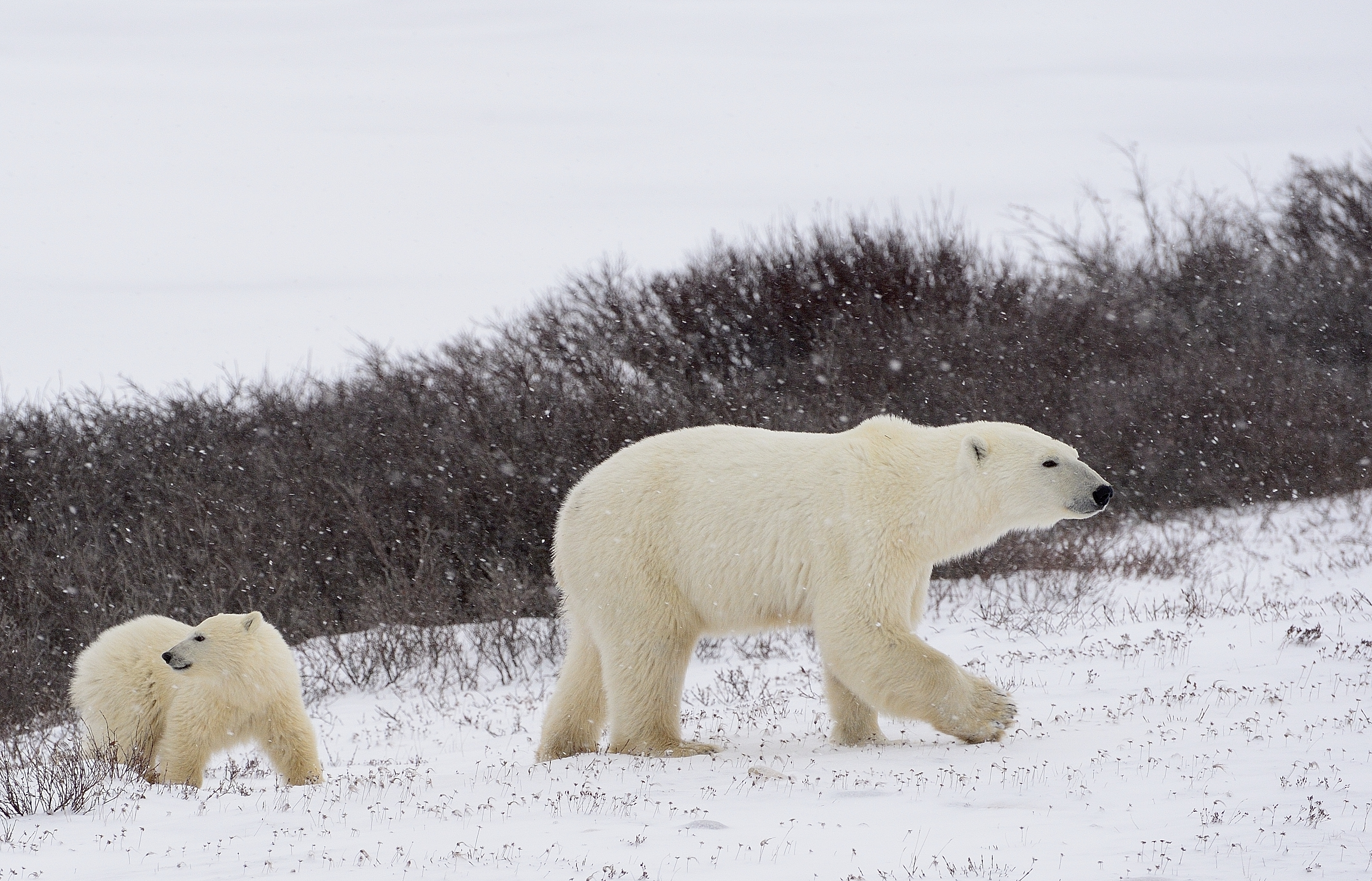 The Shocking Reality Pollutions Impact On Polar Bears - n8z9mir