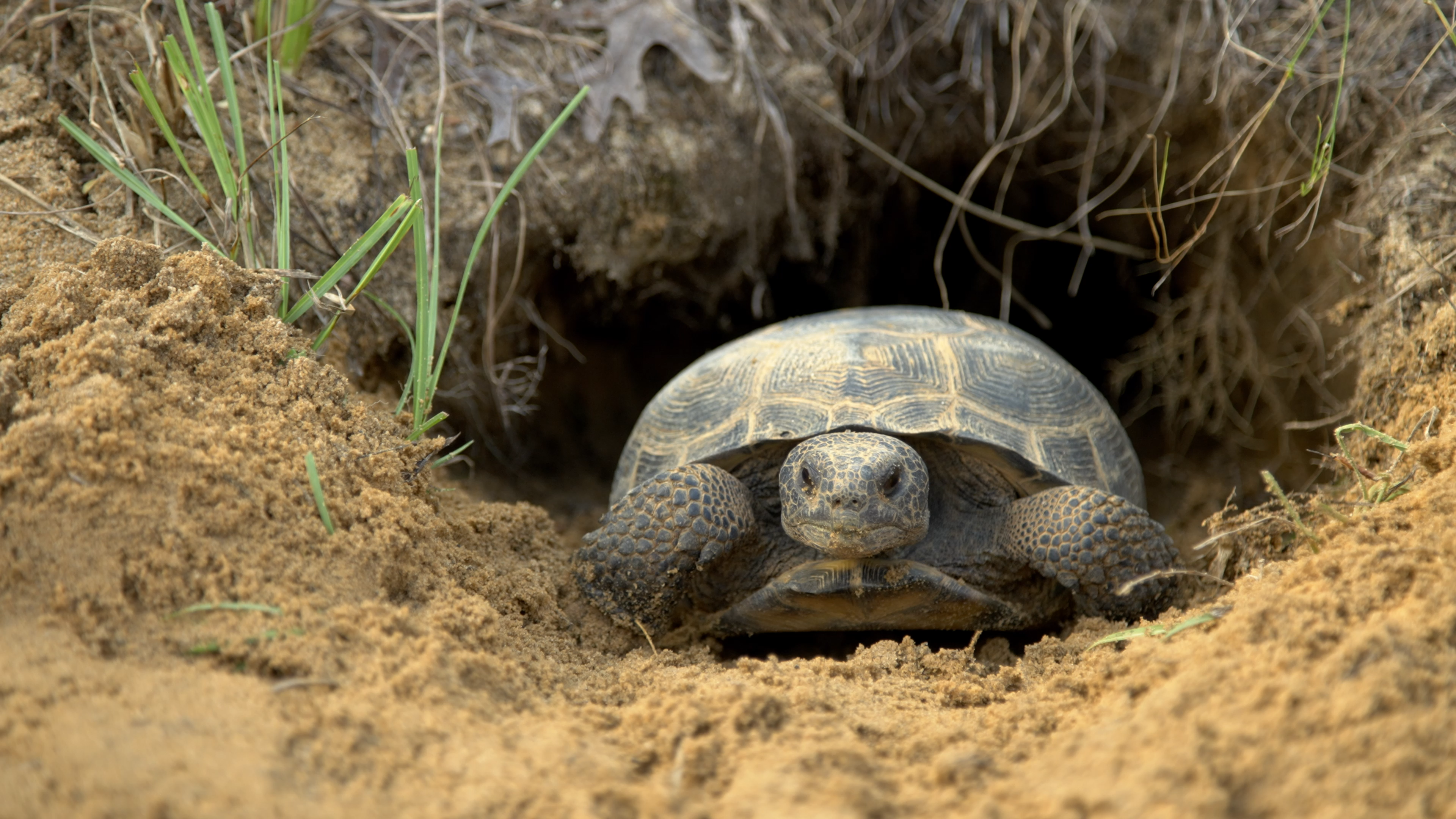 Rescuing Florida’s Oldest Homebuilders: the Gopher Tortoise | Defenders ...