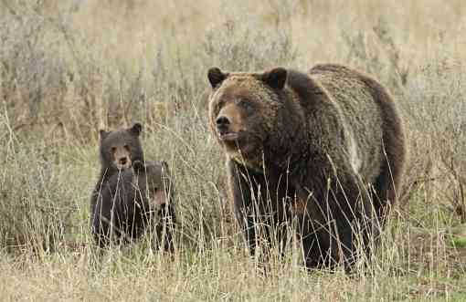Grizzly Bear with cubs
