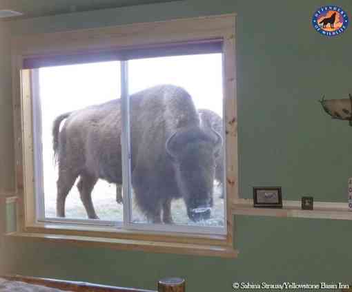 Bison in Window