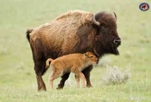 Bison with baby