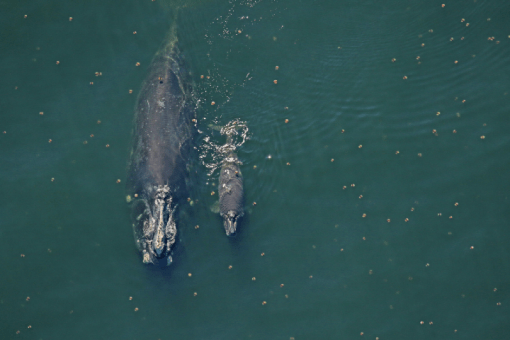 Right whale Catalog #2791 and her less than 2-week-old calf sighted 10 nautical miles off Fernandina Beach, FL — January 6, 2019. Photo Courtesy of Florida Fish and Wildlife Conservation Commission, taken under NOAA permit 20556–01