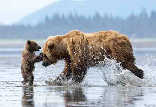 Grizzly Bear and Cub Lake Clark National Park, Alaska